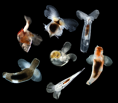 Planktonic gastropods, including five sea butterflies (shelled) and two sea angels (naked)